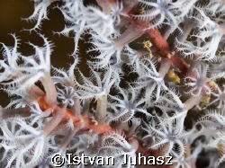 "Soft Coral Polyps" by Istvan Juhasz 